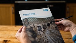 The InCalf guide for GB farmers calving all-year-round